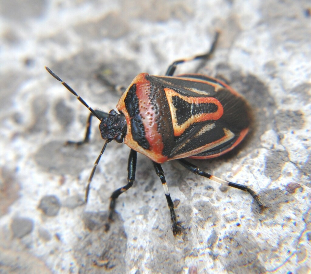 Two-spotted Stink Bug from Fraccionamiento Vista Real, 76905 ...