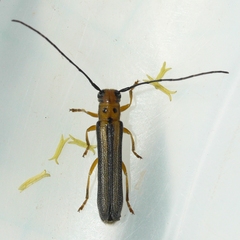 Oberea tripunctata