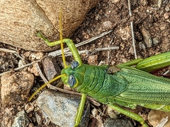 Schistocerca shoshone