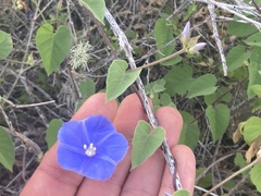 Jacquemontia abutiloides