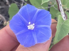 Jacquemontia abutiloides