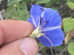 Jacquemontia abutiloides