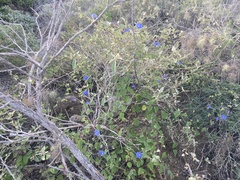 Jacquemontia abutiloides