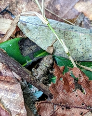 Fejervarya limnocharis