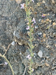 Stephanomeria virgata