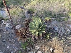 Agave margaritae