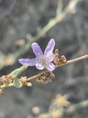 Stephanomeria virgata