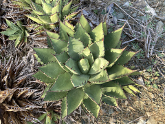 Agave margaritae