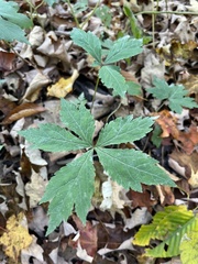 Hydrophyllum virginianum