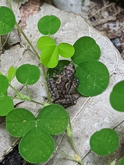 Microhyla mukhlesuri