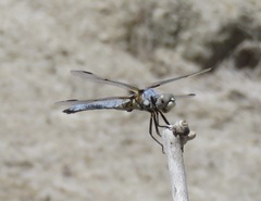 Libellula composita