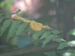 Bothriechis schlegelii