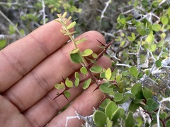 Castela peninsularis