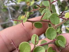 Castela peninsularis