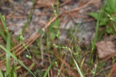 Kellochloa brachyantha