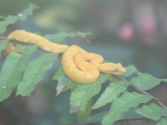 Bothriechis schlegelii