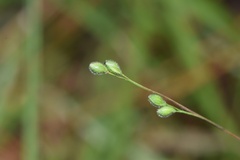 Kellochloa brachyantha