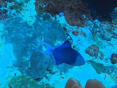 Odonus niger