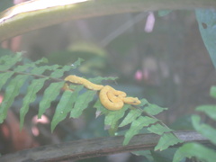 Bothriechis schlegelii