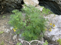 Coreocarpus dissectus