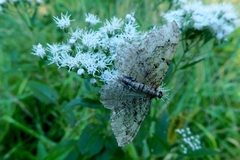 Rheumaptera meadii