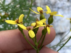 Coreocarpus dissectus