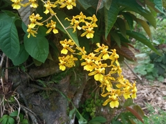 Oncidium