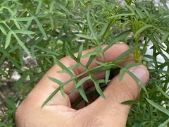 Coreocarpus dissectus