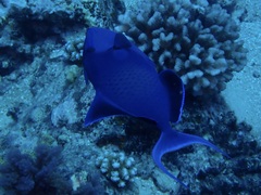 Odonus niger