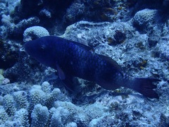 Parupeneus multifasciatus