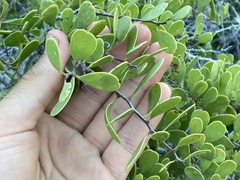 Maytenus phyllanthoides