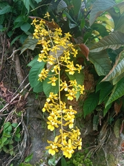 Oncidium