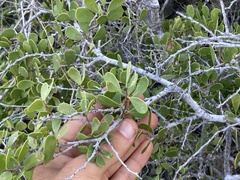 Maytenus phyllanthoides
