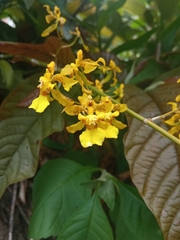 Oncidium