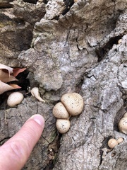 Apioperdon pyriforme