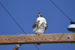 Buteo jamaicensis