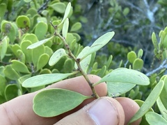 Maytenus phyllanthoides