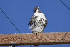 Buteo jamaicensis