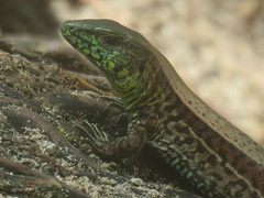 Holcosus quadrilineatus