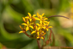 Quinchamalium chilense