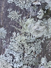 Ramalina