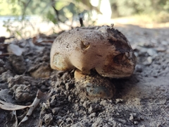Caloboletus marshii
