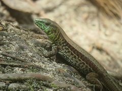 Holcosus quadrilineatus