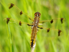 Libellula semifasciata