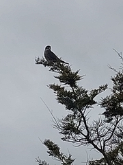 Falco novaeseelandiae