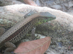 Holcosus quadrilineatus
