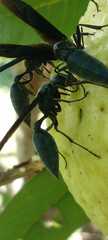 Synoeca septentrionalis
