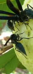 Synoeca septentrionalis