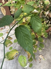 Kerrieae
