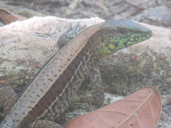 Holcosus quadrilineatus